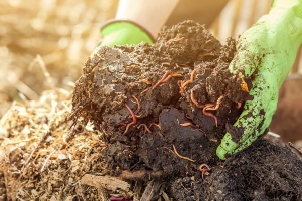 ¿Abonos 2026 Qu esperar y cmo prepararse para la prxima temporada agrcola?