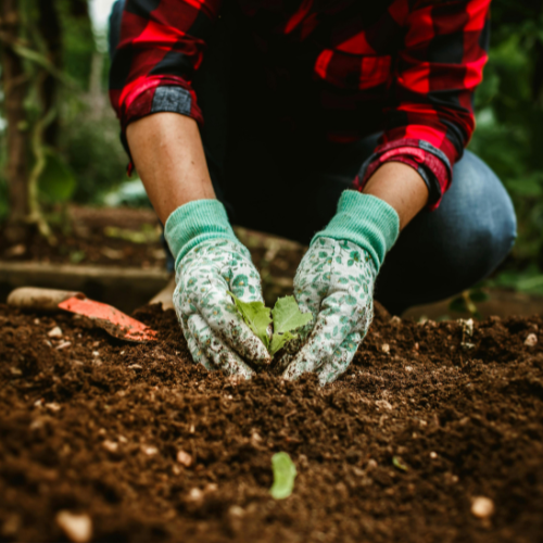Agronomía y Cultivo